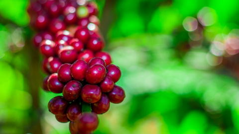 Learn About Our Latin American Gourmet Wholesale Coffee Beans