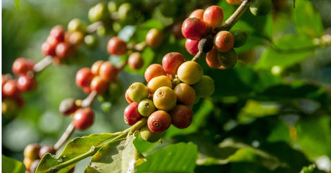 The Journey of the Coffee Bean