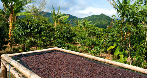 Fair Trade Certified Wholesale Coffee Beans