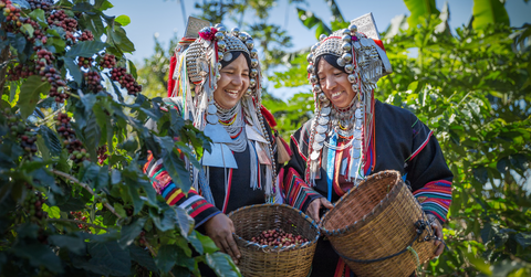 Organic, Fair Trade, and Rainforest Alliance Certified Coffees