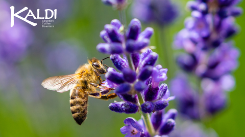 Spring in a Glass: The Honey and Lavender Iced Latte