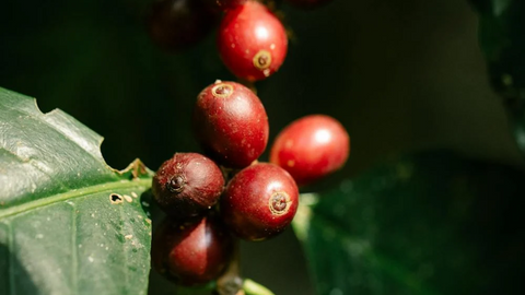 Reasons Behind the 2018 Coffee Crop Failure in Sumatra