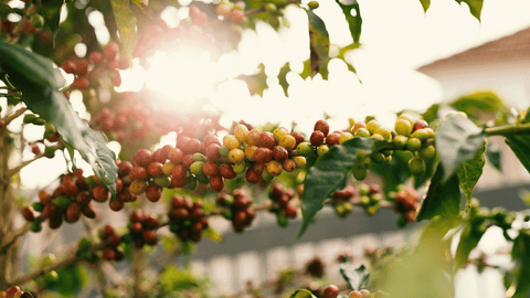 How long does coffee stay fresh?