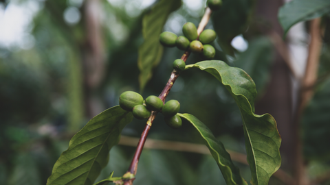 Try Our Indonesian Gourmet Wholesale Coffee Beans