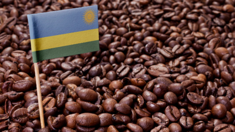 The Culture and Importance of Coffee Production in Rwanda