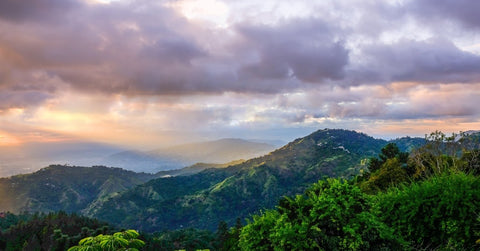 Jamaican Culture: The Rastafari Movement & Jamaican Rum