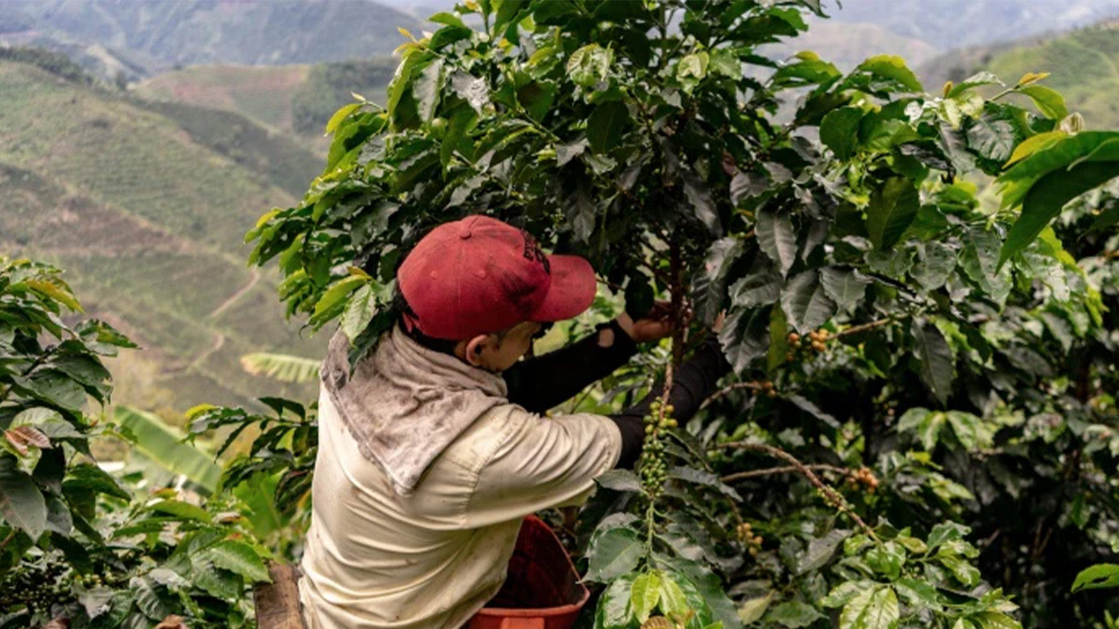 Why We Crave Colombian Coffee
