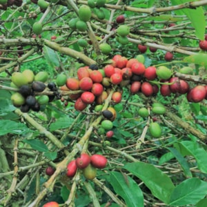 Reasons Behind the 2018 Coffee Crop Failure in Sumatra